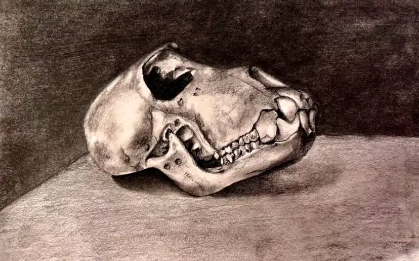 skull drawing realistic